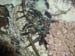red sea spiny lobster.jpg